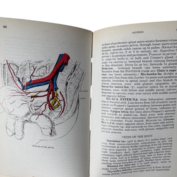 The Concise Grays Anatomy Book by C.H. Leonard AM MD Chartwell Books 1983  Omega - Picture 12 of 16